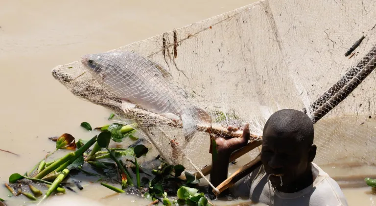 Nijerya'da "Argungu Uluslararası Balıkçılık ve Kültür Festivali" sona erdi