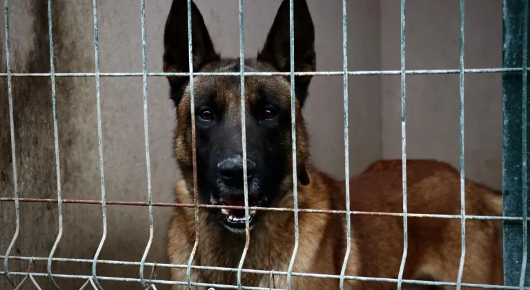 OMÜ'nün hassas burunlu köpeği "Pars" şehrin güvenliğinde görev alacak