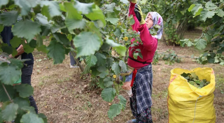 Ordu'da fındık hasadı erken başladı