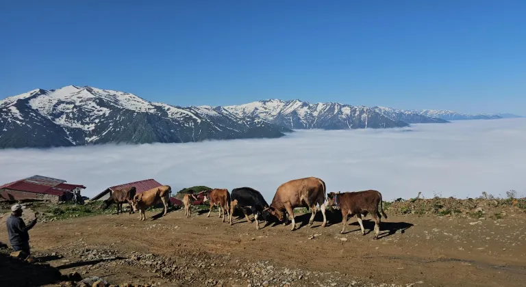 Rize'nin yüksek yaylalarında oluşan "sis denizi" dronla görüntülendi
