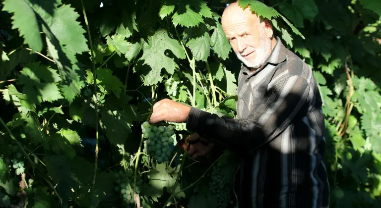 Safranbolu'nun coğrafi işaretli çavuş üzümünde hasat başladı