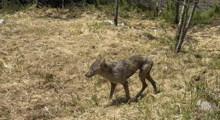 Sakarya'da aç kalan kurt ilçe merkezine indi
