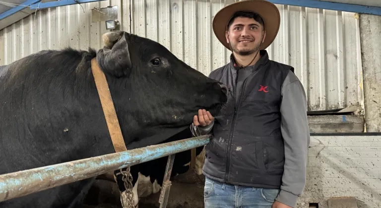 Sakarya'da birer tonluk iki tosun, 380 ile 410 bin liradan alıcı buldu