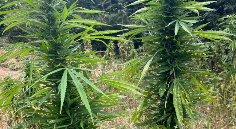 Samsun'da 138 kilogram esrar ve 1757 kök kenevir ele geçirildi