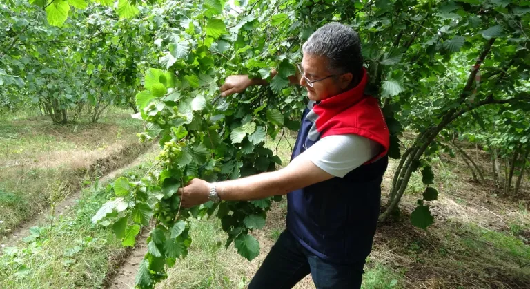 Samsun'da fındık hasat ve ihraç tarihleri belirlendi