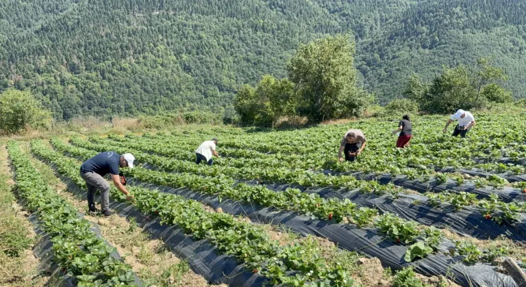Samsun'da yüksek rakımda alternatif ürün olarak böğürtlen yetiştiriliyor