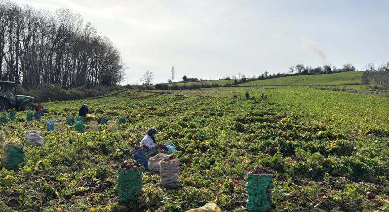 Samsun'un Alaçam ilçesinde "Bedeş turpu"nun hasadı sürüyor