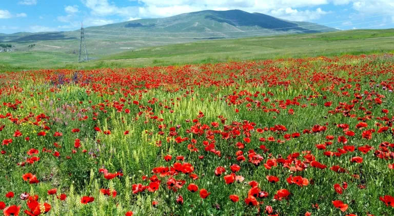 Sarıkamış'ın doğası gelincik ve sarıçiçeklerle süslendi