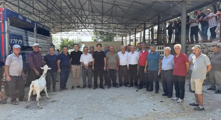 Seydikemer’de yangında hayvanlarını kaybeden çiftçilere 114 küçükbaş hayvan dağıtıldı