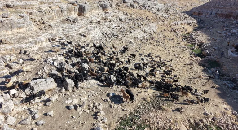 Siirt'te et ve süt verimi yüksek keçi ırkları oluşturmak için suni tohumlama yapılıyor