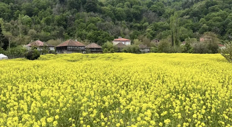 Sinop'ta sarıya bürünen kanola tarlaları dronla görüntülendi