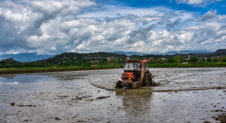 Sinop'un Boyabat ilçesinde çeltik ekimine başlandı