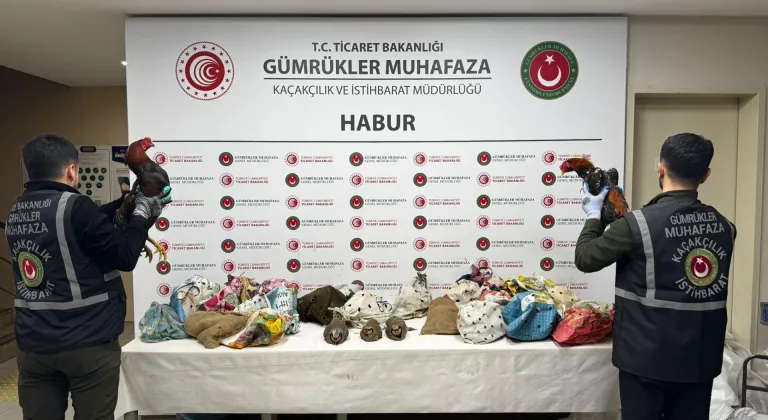 Şırnak'ta yasa dışı yollarla yurda sokulan 38 keklik ve 2 horoz ele geçirildi