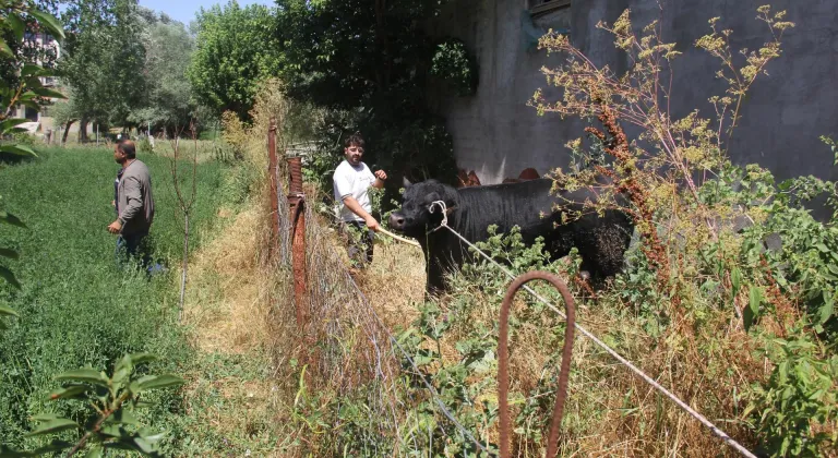 Sivas'ta ahırdan kaçan büyükbaş hayvan 2 saatlik kovalamacanın ardından yakalandı