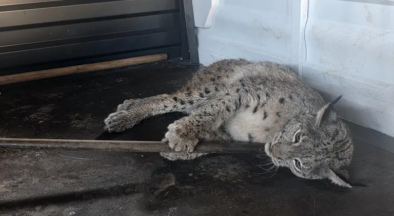Sivas'ta arazide yaralı halde bulunan vaşak tedavi altına alındı