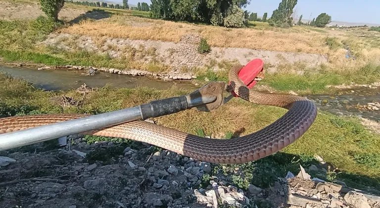 Sivas'ta eve giren yılanı itfaiye ekipleri yakaladı