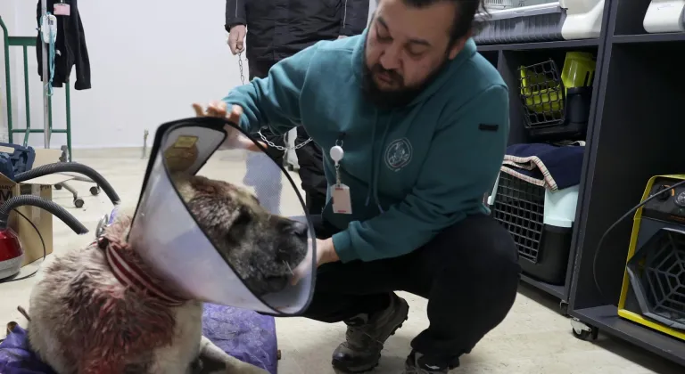 Sivas'ta Kangal köpeğine tümör ameliyatı