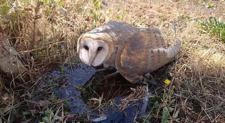 Sivas'ta okul bahçesinde peçeli baykuş bulundu