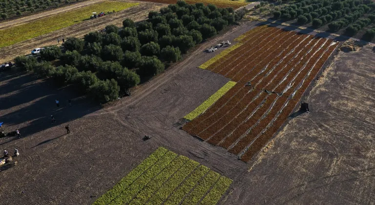 Sultani çekirdeksiz üzümde hasat sonrası kurutma telaşı yaşanıyor