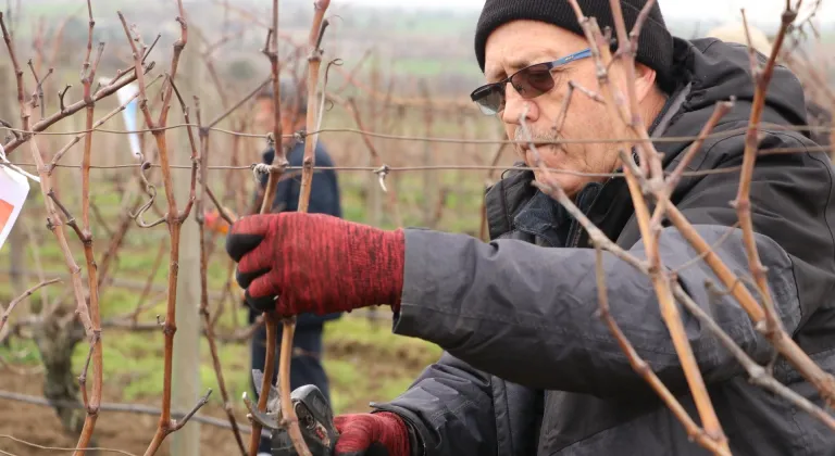 Tekirdağ'da "Altın Makas Bağ Budama" yarışması düzenlendi