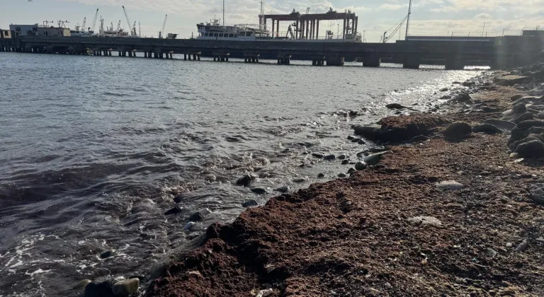Tekirdağ'da lodos nedeniyle sahilde kırmızı yosun birikti
