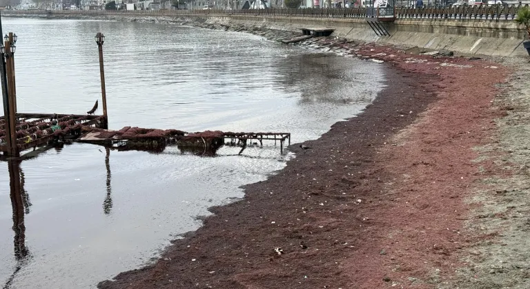 Tekirdağ'da lodos nedeniyle sahilin bir kısmı kırmızı yosunla kaplandı