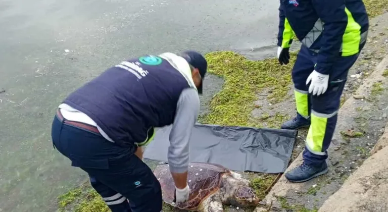 Tekirdağ'da ölü caretta caretta sahile vurdu
