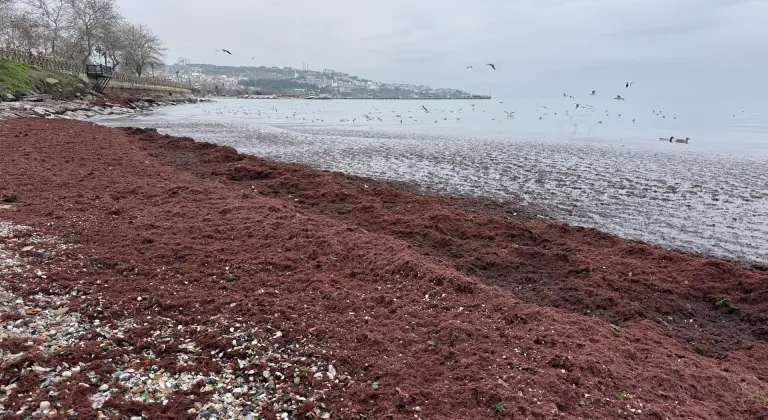 Tekirdağ'da poyraz nedeniyle sahilin bir kısmı kırmızı yosunla kaplandı