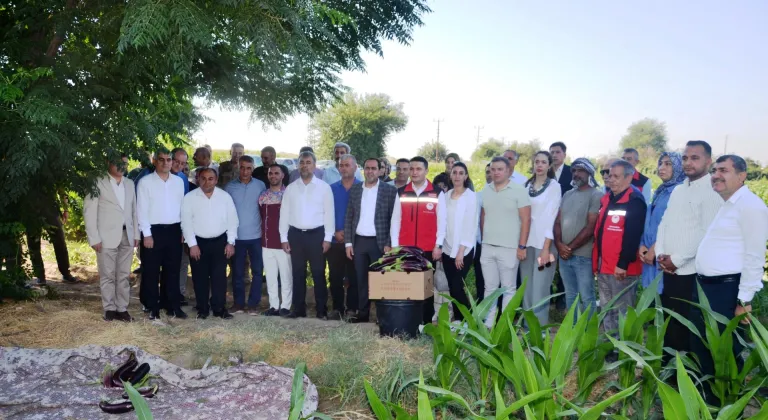 Tescilli "Birecik Patlıcanı"nda hasat zamanı