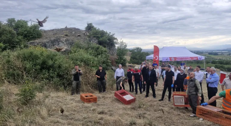 Tokat'ta yetiştirilen keklik ve sülünler doğaya salındı