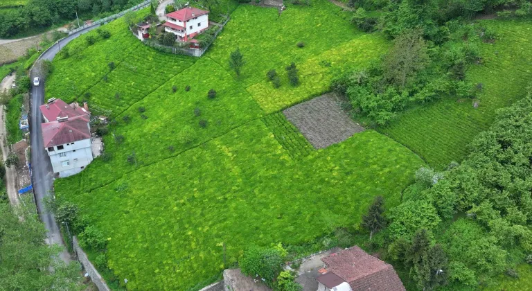 Trabzon'da çay hasat töreni düzenlendi