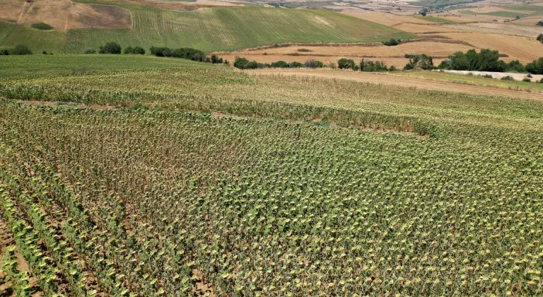 Trakya'da ayçiçeğinde gözler hasat dönemine çevrildi