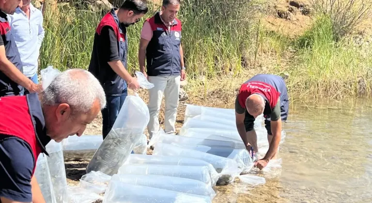 Tunceli'de göletlere 450 bin sazan yavrusu bırakıldı