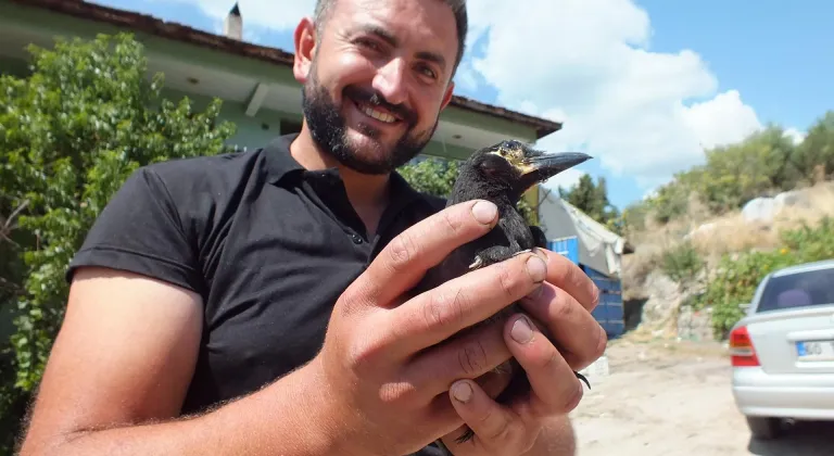 Turhallı çiftçinin "Perişan" adını verdiği saksağan ailenin neşe kaynağı oldu