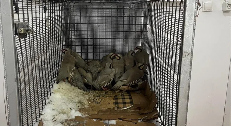 Van'da bahçesinde 14 kınalı keklik yakalanan kişiye 75 bin 303 lira ceza verildi