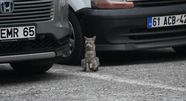 Yavruları için otomobilin peşinden koşan anne kedinin imdadına itfaiye yetişti