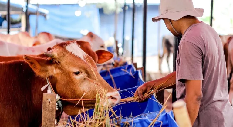 Yerli sığır sayısı yüzde 85 azaldı: Hayvancılık ithalata bağımlı oldu