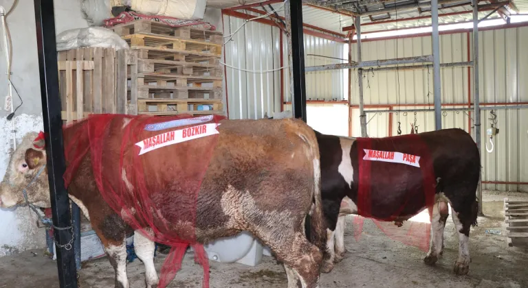 Yozgat'ta 1 tonluk kurbanlık boğalar "Bozkır" ve "Paşa" alıcısını bekliyor