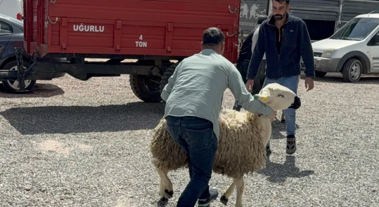 Yozgat'ta besicilere damızlık koç dağıtıldı